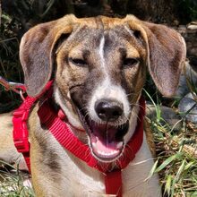 MEISSIE, Hund, Mischlingshund in Bad Pyrmont - Bild 1