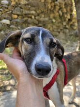 MEISSIE, Hund, Mischlingshund in Bad Pyrmont - Bild 2