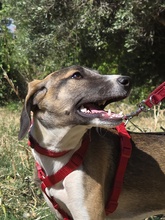 MEISSIE, Hund, Mischlingshund in Bad Pyrmont - Bild 3