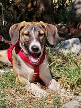 MEISSIE, Hund, Mischlingshund in Bad Pyrmont - Bild 4