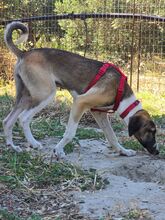 MEISSIE, Hund, Mischlingshund in Bad Pyrmont - Bild 5