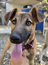 TIZI, Hund, Mischlingshund in Gummersbach - Bild 1