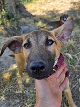 TIZI, Hund, Mischlingshund in Gummersbach - Bild 2