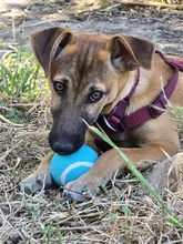TIZI, Hund, Mischlingshund in Gummersbach - Bild 3
