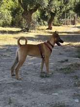 TIZI, Hund, Mischlingshund in Gummersbach - Bild 4