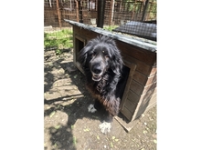 ALFI, Hund, Mischlingshund in Rumänien - Bild 1