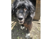 ALFI, Hund, Mischlingshund in Rumänien - Bild 2