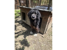 ALFI, Hund, Mischlingshund in Rumänien - Bild 3