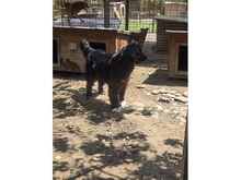 ALFI, Hund, Mischlingshund in Rumänien - Bild 4
