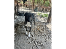 TILLY, Hund, Mischlingshund in Rumänien - Bild 1