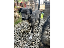 TILLY, Hund, Mischlingshund in Rumänien - Bild 2