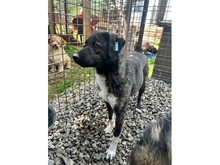 TILLY, Hund, Mischlingshund in Rumänien - Bild 3