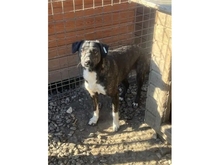 TILLY, Hund, Mischlingshund in Rumänien - Bild 4
