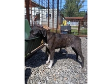 TILLY, Hund, Mischlingshund in Rumänien - Bild 5