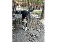 TILLY, Hund, Mischlingshund in Rumänien - Bild 6