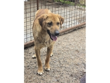 MANNO, Hund, Mischlingshund in Rumänien - Bild 2