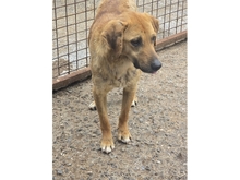 MANNO, Hund, Mischlingshund in Rumänien - Bild 3