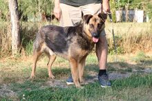 SPARKY, Hund, Schäferhund -Mischling in Ungarn - Bild 1