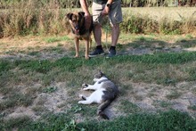 SPARKY, Hund, Schäferhund -Mischling in Ungarn - Bild 2