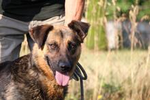 SPARKY, Hund, Schäferhund -Mischling in Ungarn - Bild 3