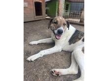 ROSCOE, Hund, Mischlingshund in Rumänien - Bild 1