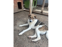 ROSCOE, Hund, Mischlingshund in Rumänien - Bild 2