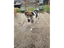 ROSCOE, Hund, Mischlingshund in Rumänien - Bild 3