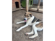 ROSCOE, Hund, Mischlingshund in Rumänien - Bild 4