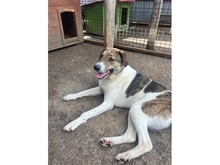 ROSCOE, Hund, Mischlingshund in Rumänien - Bild 6
