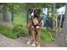 TESSI, Hund, Mischlingshund in Weimar - Bild 1