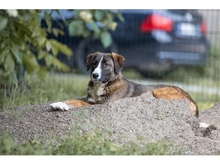 TESSI, Hund, Mischlingshund in Weimar - Bild 2