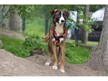 TESSI, Hund, Mischlingshund in Weimar - Bild 3