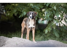 TESSI, Hund, Mischlingshund in Weimar - Bild 4