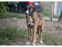 TESSI, Hund, Mischlingshund in Weimar - Bild 5
