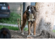 TESSI, Hund, Mischlingshund in Weimar - Bild 6