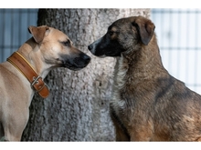 TESSI, Hund, Mischlingshund in Weimar - Bild 7
