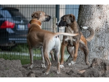 TESSI, Hund, Mischlingshund in Weimar - Bild 8