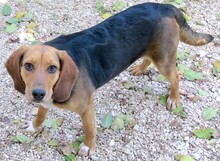 ROMIE, Hund, Beagle-Mix in Zypern - Bild 2