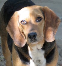 ROMIE, Hund, Beagle-Mix in Zypern - Bild 3