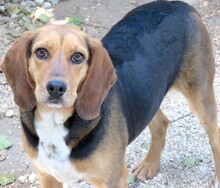 ROMIE, Hund, Beagle-Mix in Zypern - Bild 4
