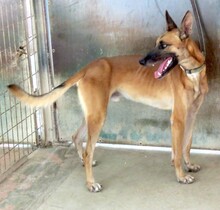 REUBEN2, Hund, Malinois-Mix in Zypern - Bild 10