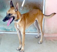 REUBEN2, Hund, Malinois-Mix in Zypern - Bild 2