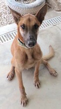 REUBEN2, Hund, Malinois-Mix in Zypern - Bild 3