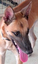 REUBEN2, Hund, Malinois-Mix in Zypern - Bild 4