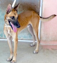 REUBEN2, Hund, Malinois-Mix in Zypern - Bild 5