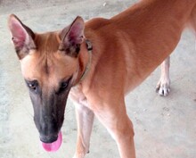 REUBEN2, Hund, Malinois-Mix in Zypern - Bild 6