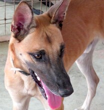 REUBEN2, Hund, Malinois-Mix in Zypern - Bild 7