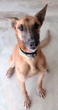 REUBEN2, Hund, Malinois-Mix in Zypern - Bild 8