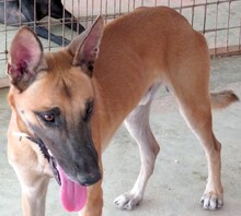 REUBEN2, Hund, Malinois-Mix in Zypern - Bild 9