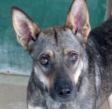 NOAH3, Hund, Schäferhund-Mix in Zypern - Bild 1